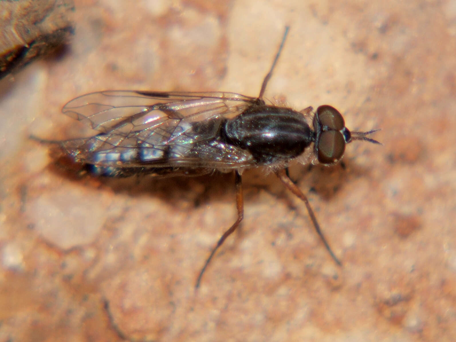 Plancia ëd Schoutedenomyia antennata (Krober 1939)