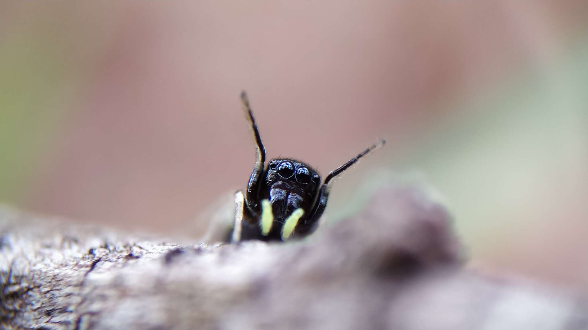 Image of Madhyattus jabalpurensis Prószyński 1992