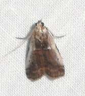 Image of Acrobasis kearfottella Dyar 1905