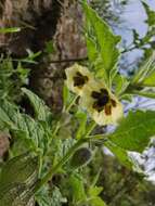 Image of Physalis sordida Fern.