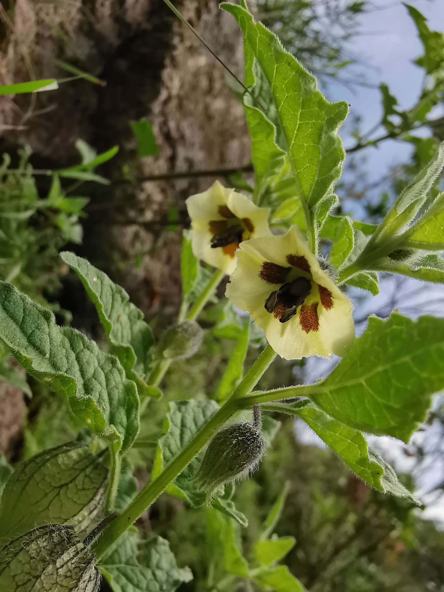 Image of Physalis sordida Fern.