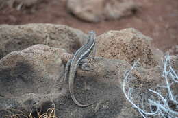 Plancia ëd Microlophus bivittatus (Peters 1871)