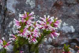 Image of Epacris calvertiana F. Muell.