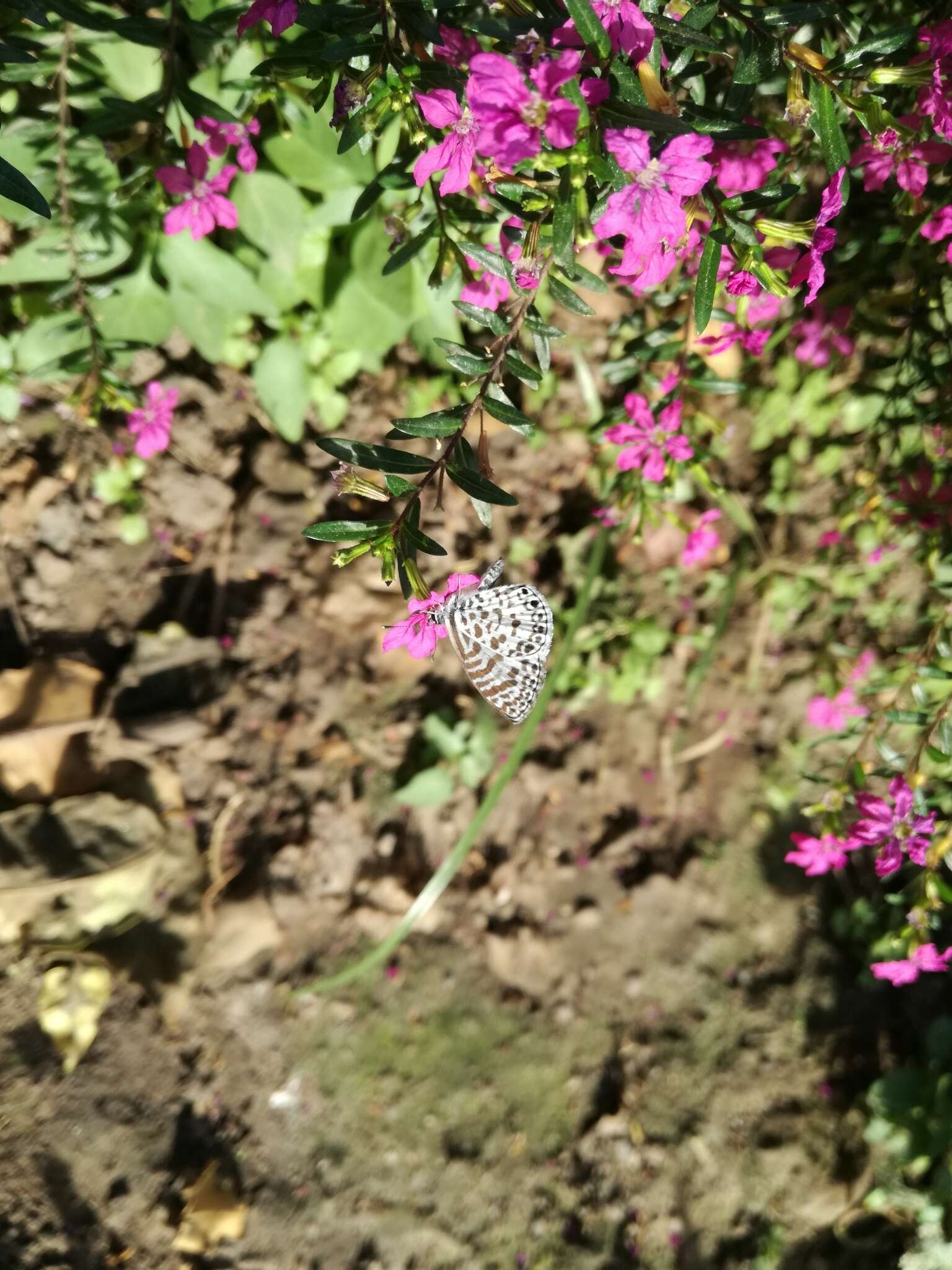 صورة <i>Leptotes <i>cassius</i></i> cassius