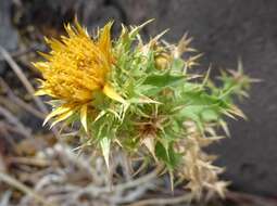 Image of Carlina hispanica subsp. globosa (Huter) H. Meusel & A. Kästner