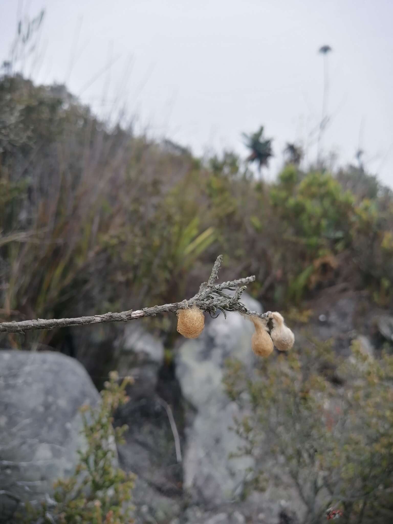 Image de Isoxya cicatricosa (C. L. Koch 1844)