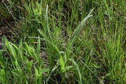 Image of Narrow heart love grass