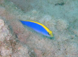 Image of Sunrise dottyback