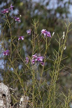 Imagem de Papilionanthe teres (Roxb.) Schltr.