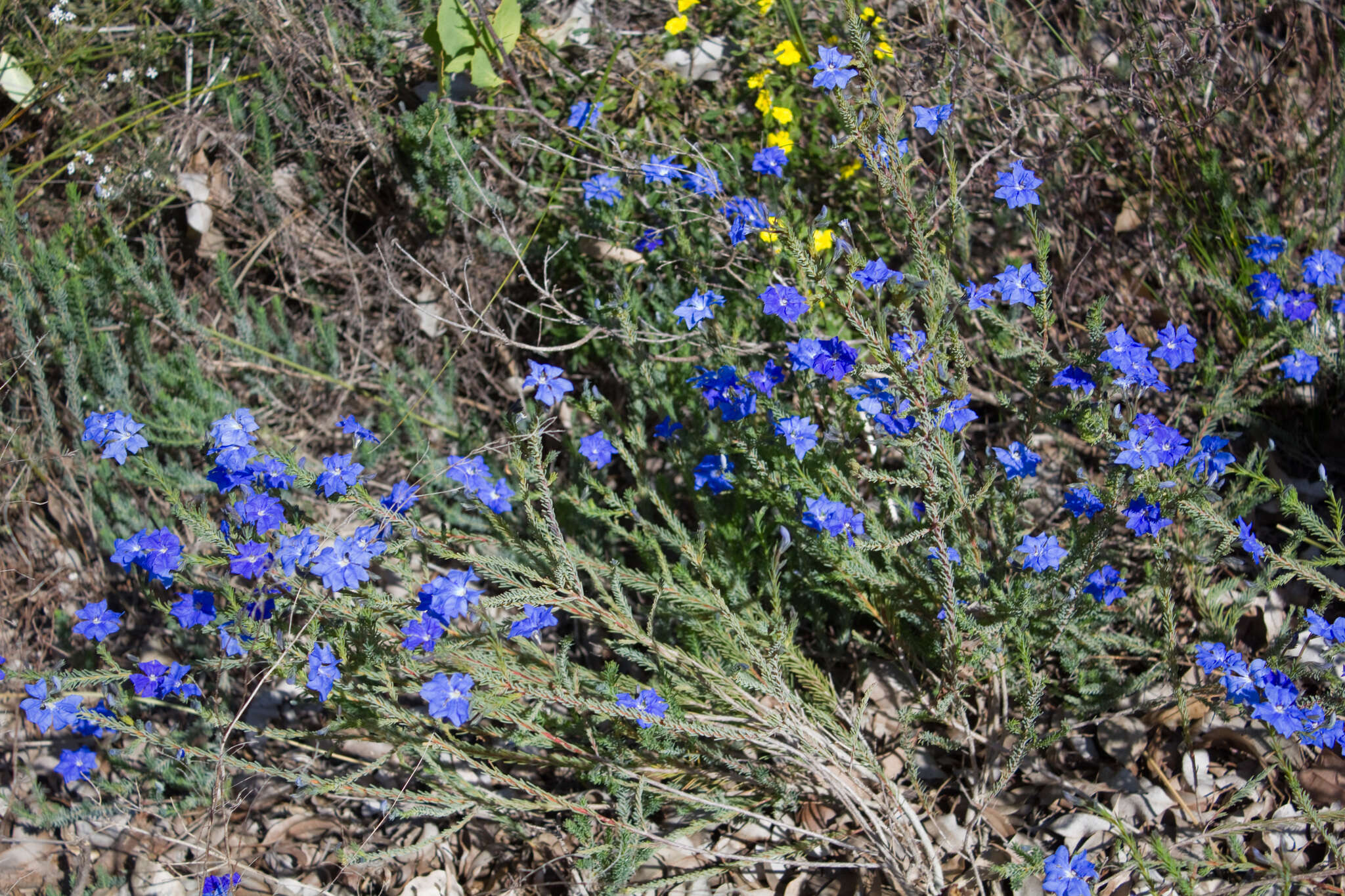 Image of Blue Lechenaultia