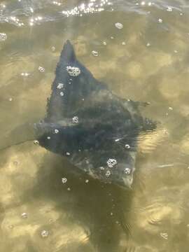 Image of Atlantic Devilray