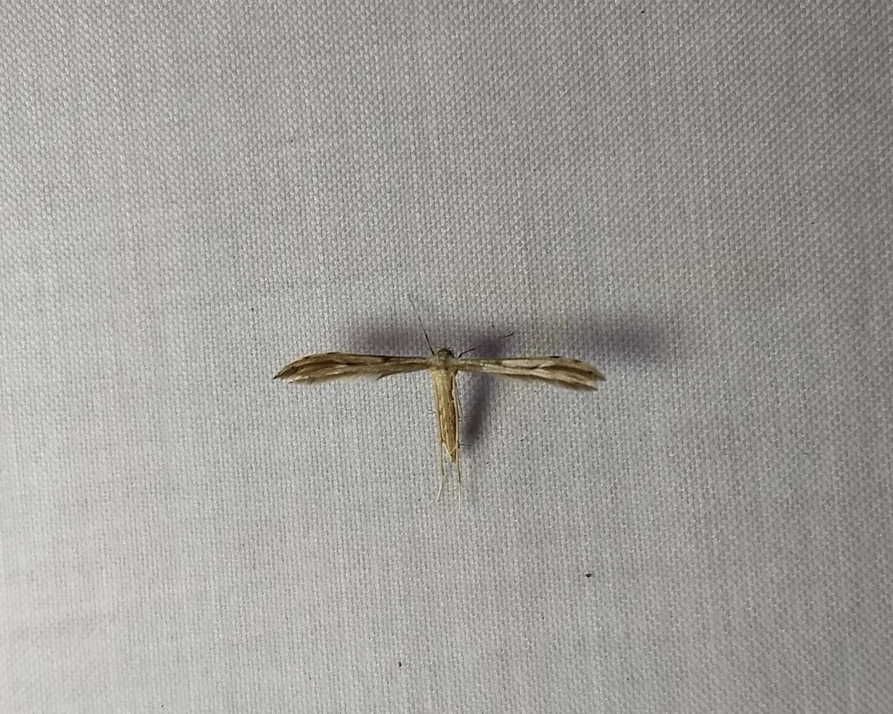 Image of Belfrage's Plume Moth