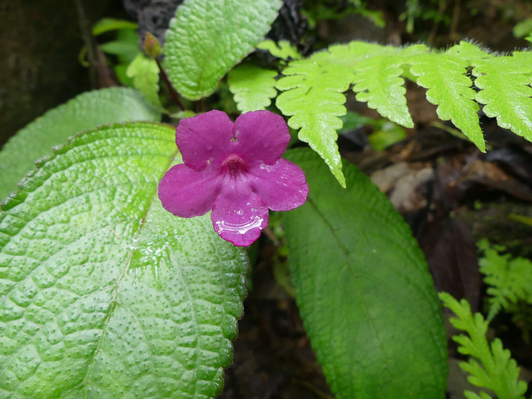 Image of Chrysothemis melittifolia