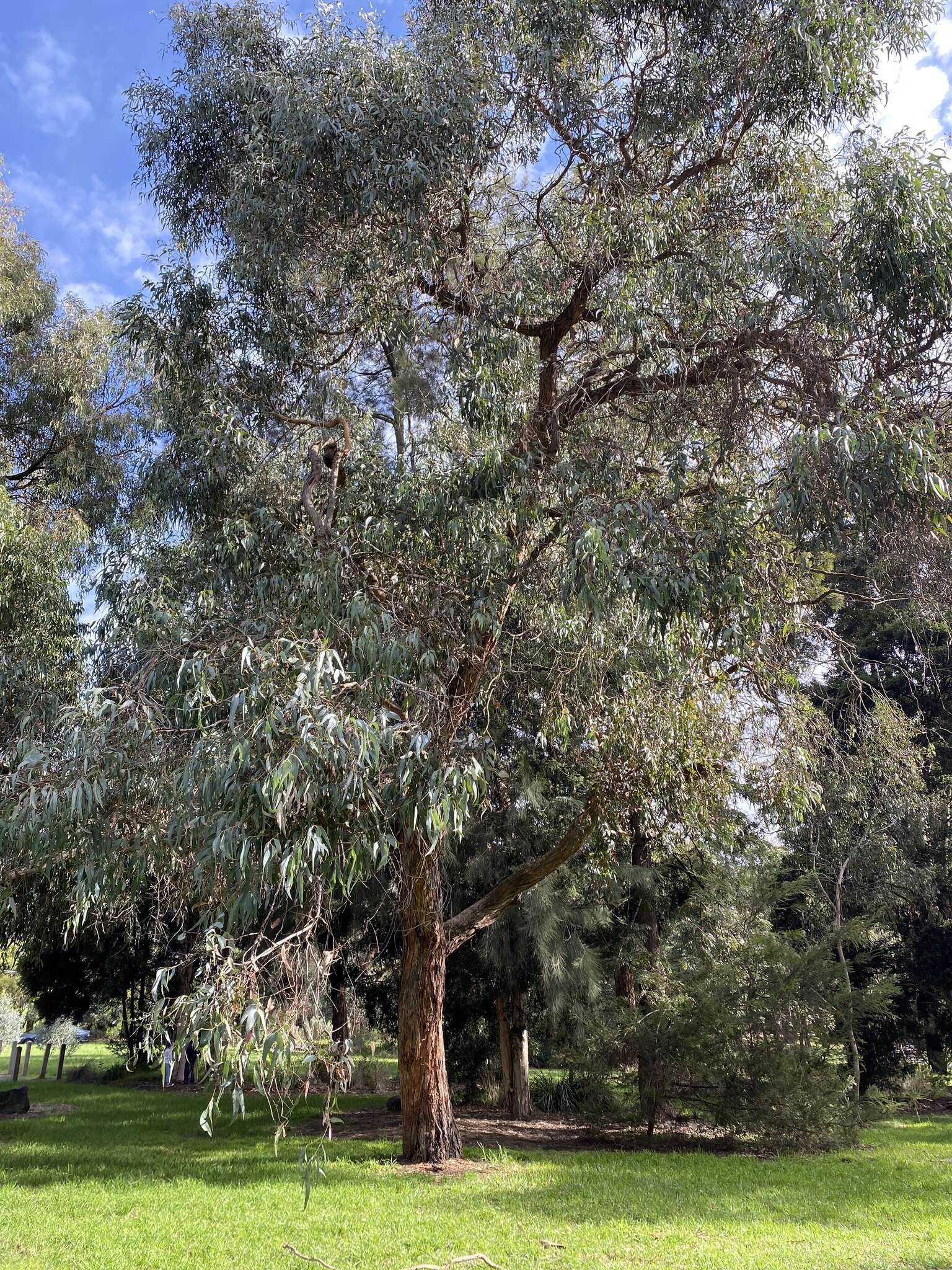 Image of Eucalyptus cephalocarpa Blakely