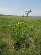 Image of Aloe ecklonis Salm-Dyck