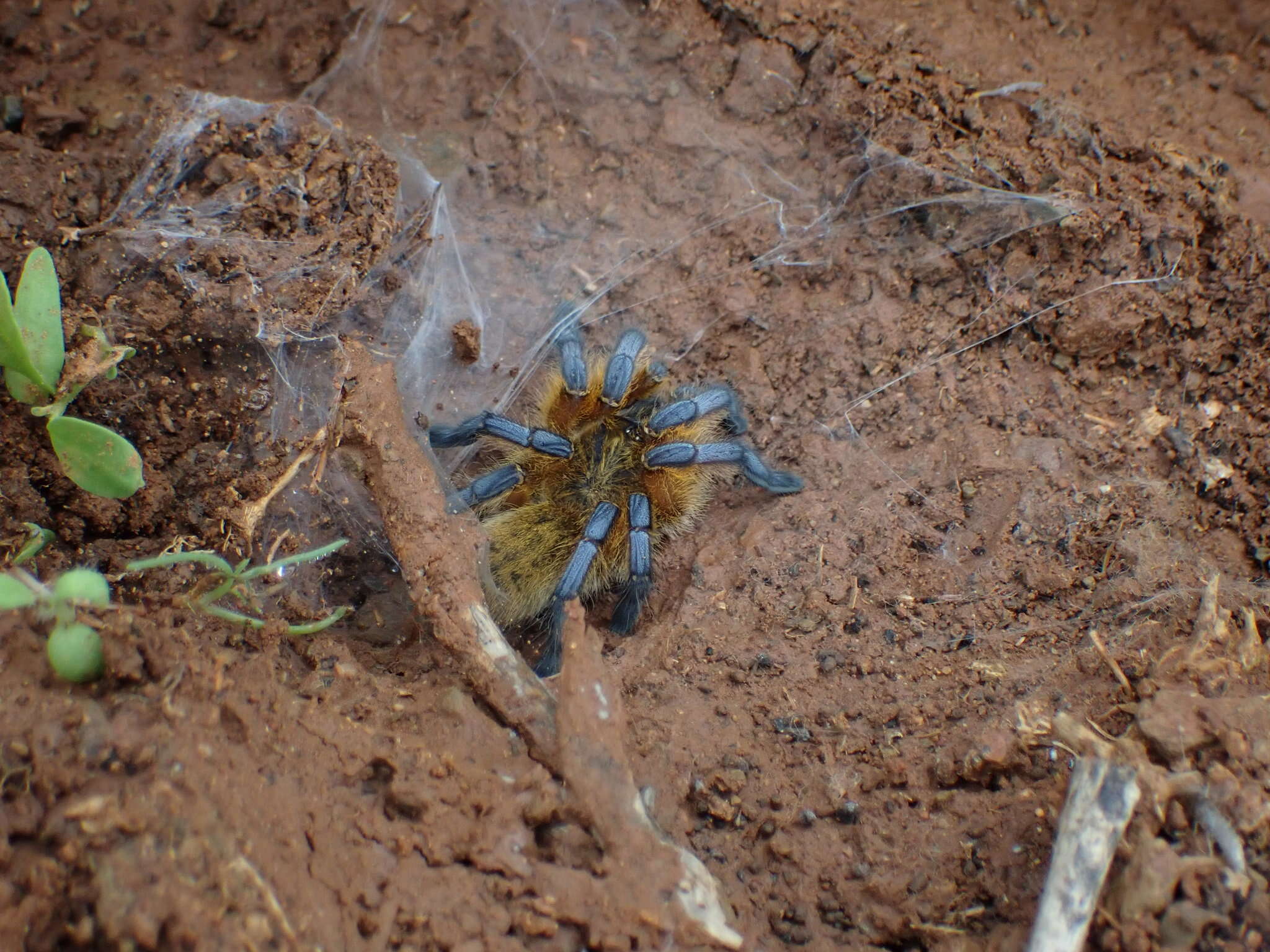 Image of Harpactira pulchripes Pocock 1901