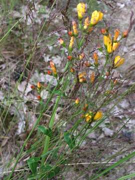 Imagem de Hypericum pulchrum L.