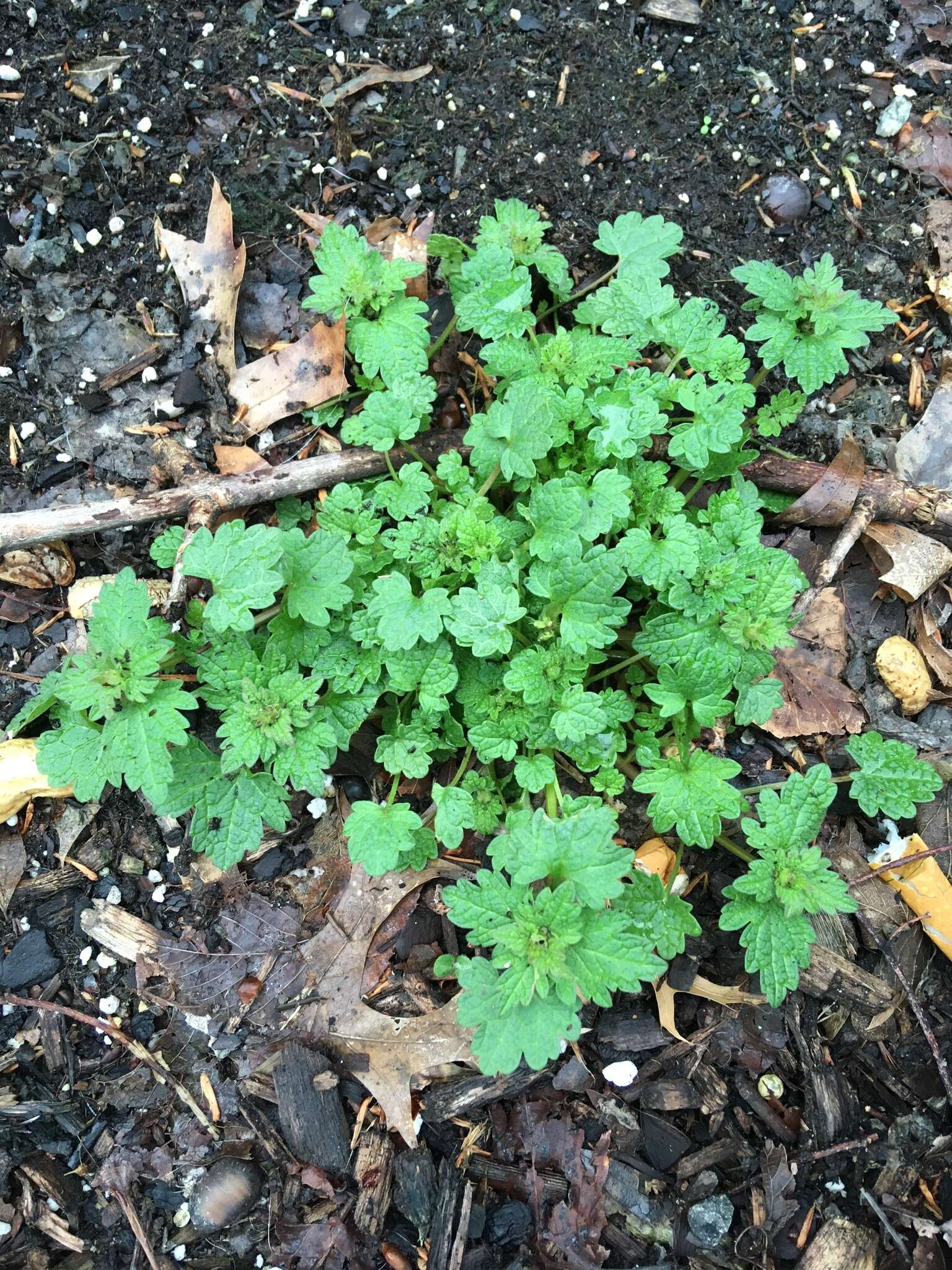 Image of Lamium purpureum var. hybridum (Vill.) Vill.