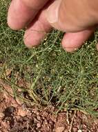 Image of Wetherill's buckwheat