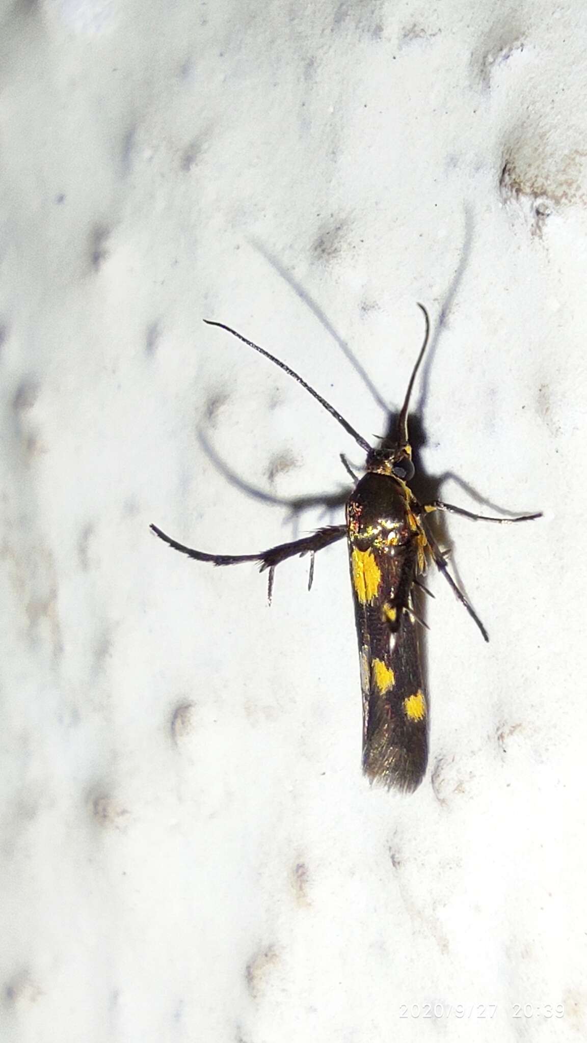 Image of Eretmocera impactella Walker 1864