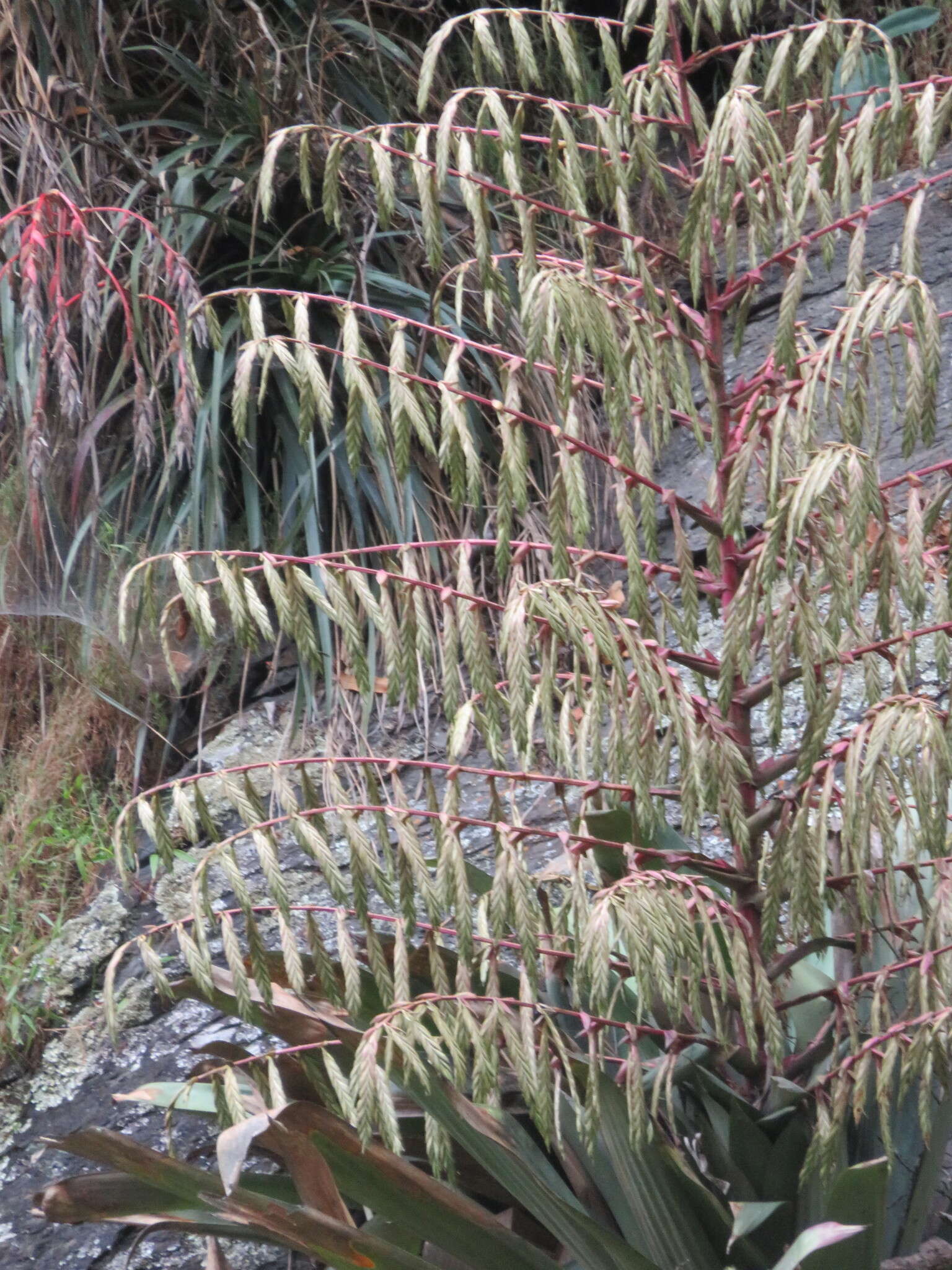 Image of Tillandsia krukoffiana var. krukoffiana