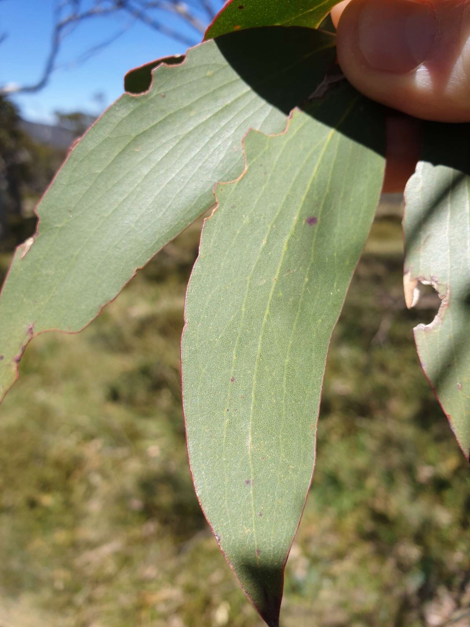 Image of Eucalyptus pauciflora subsp. debeuzevillei (Maiden) L. A. S. Johnson & Blaxell