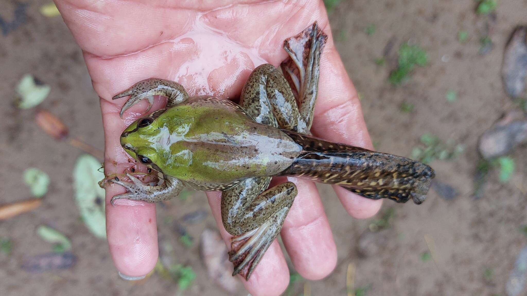 Image of Paradoxical Frog