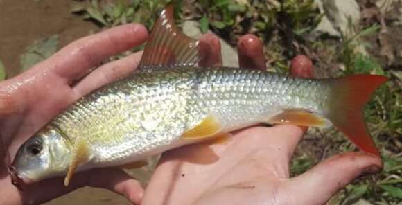 Image of Hookfin redhorse