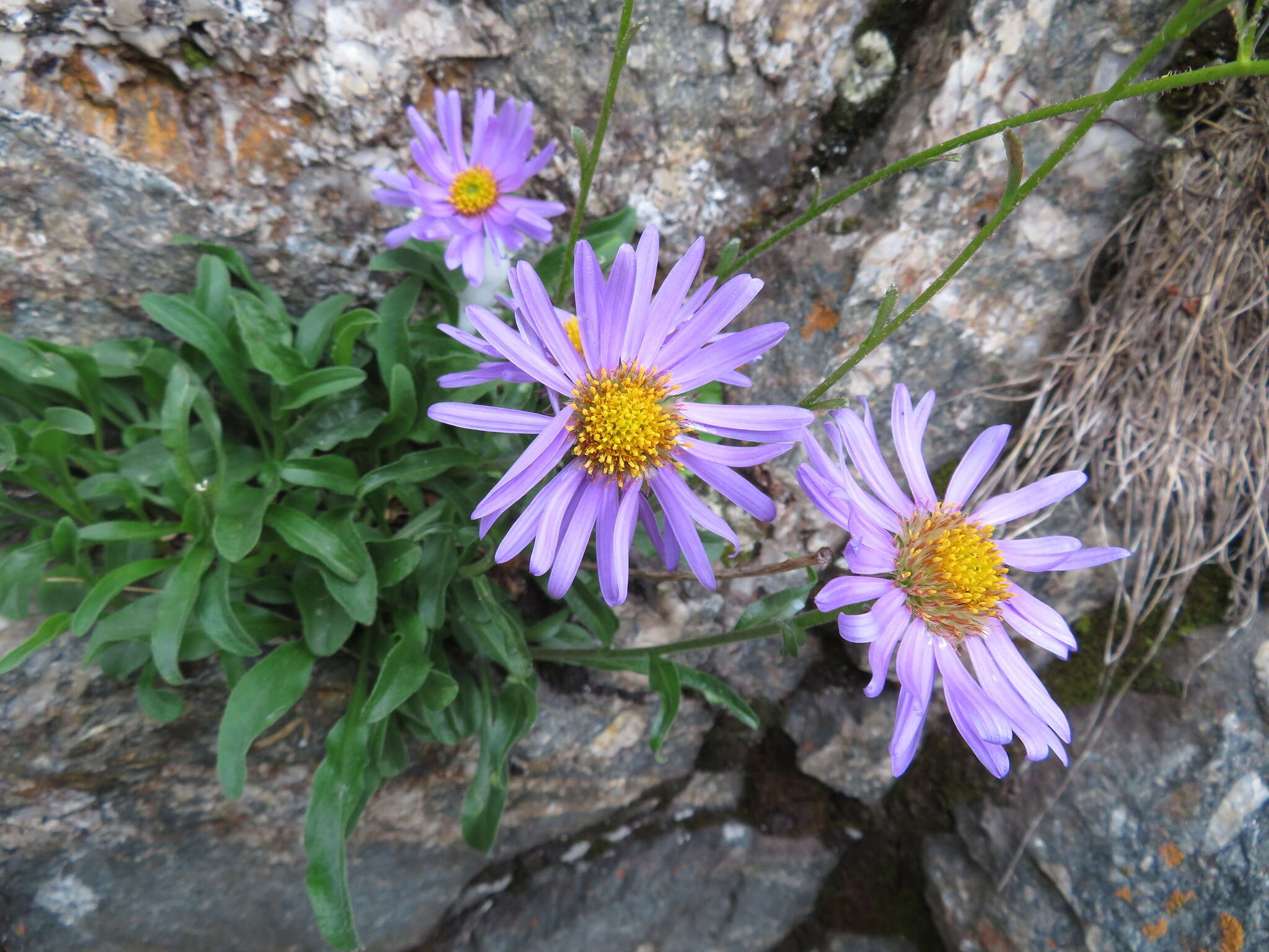 Image of alpine aster