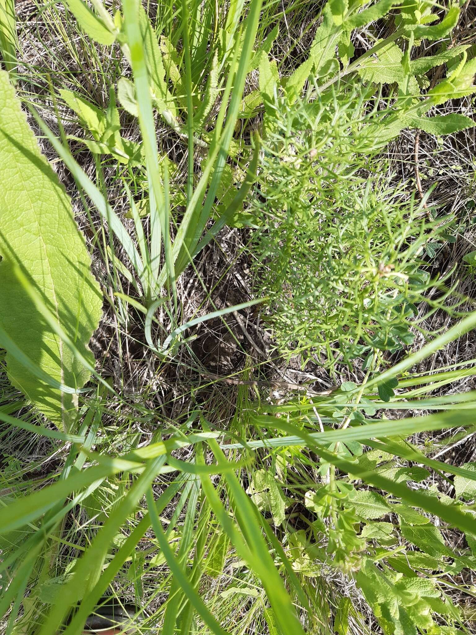 Image of Iris pontica Zapal.