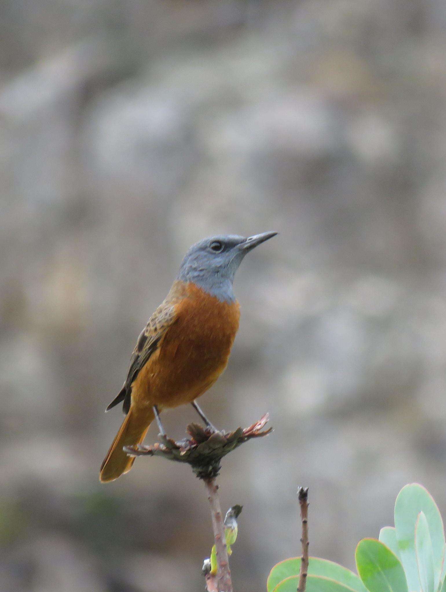 Image of Cape Rock Thrush