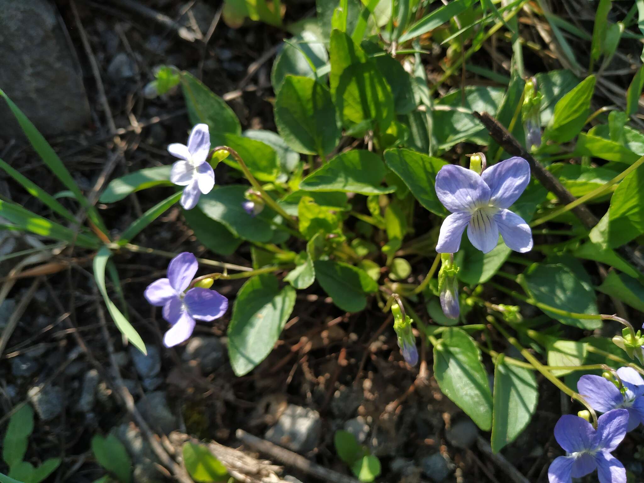 Image of dog violet