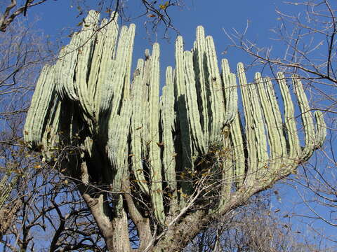 Image of Pachycereus weberi (J. M. Coult.) Backeb.