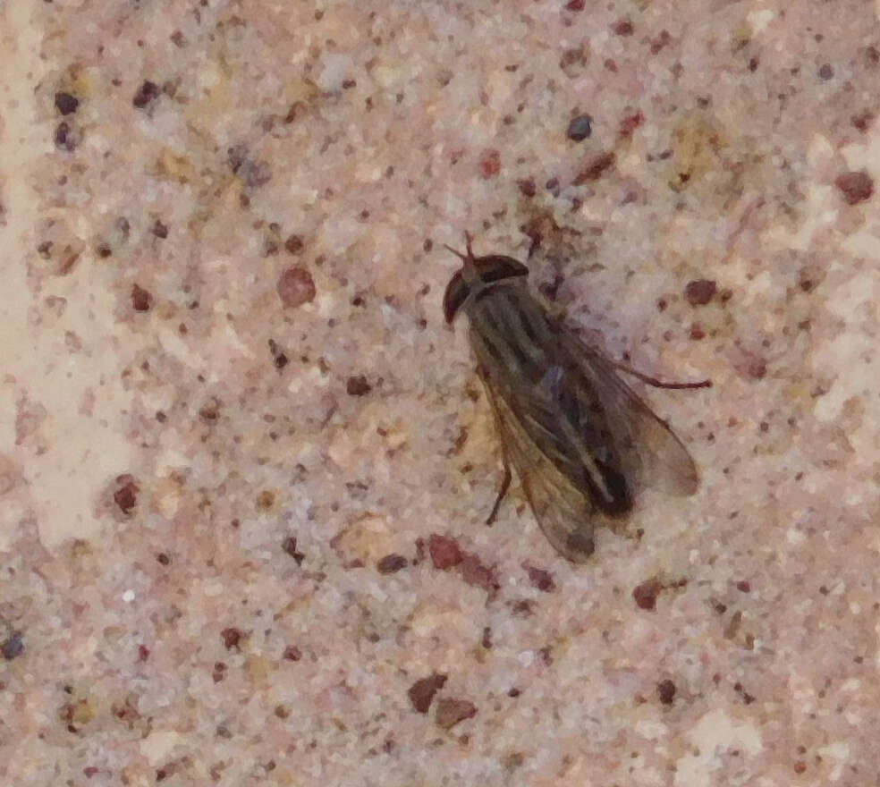 Image of Striped Horse Fly