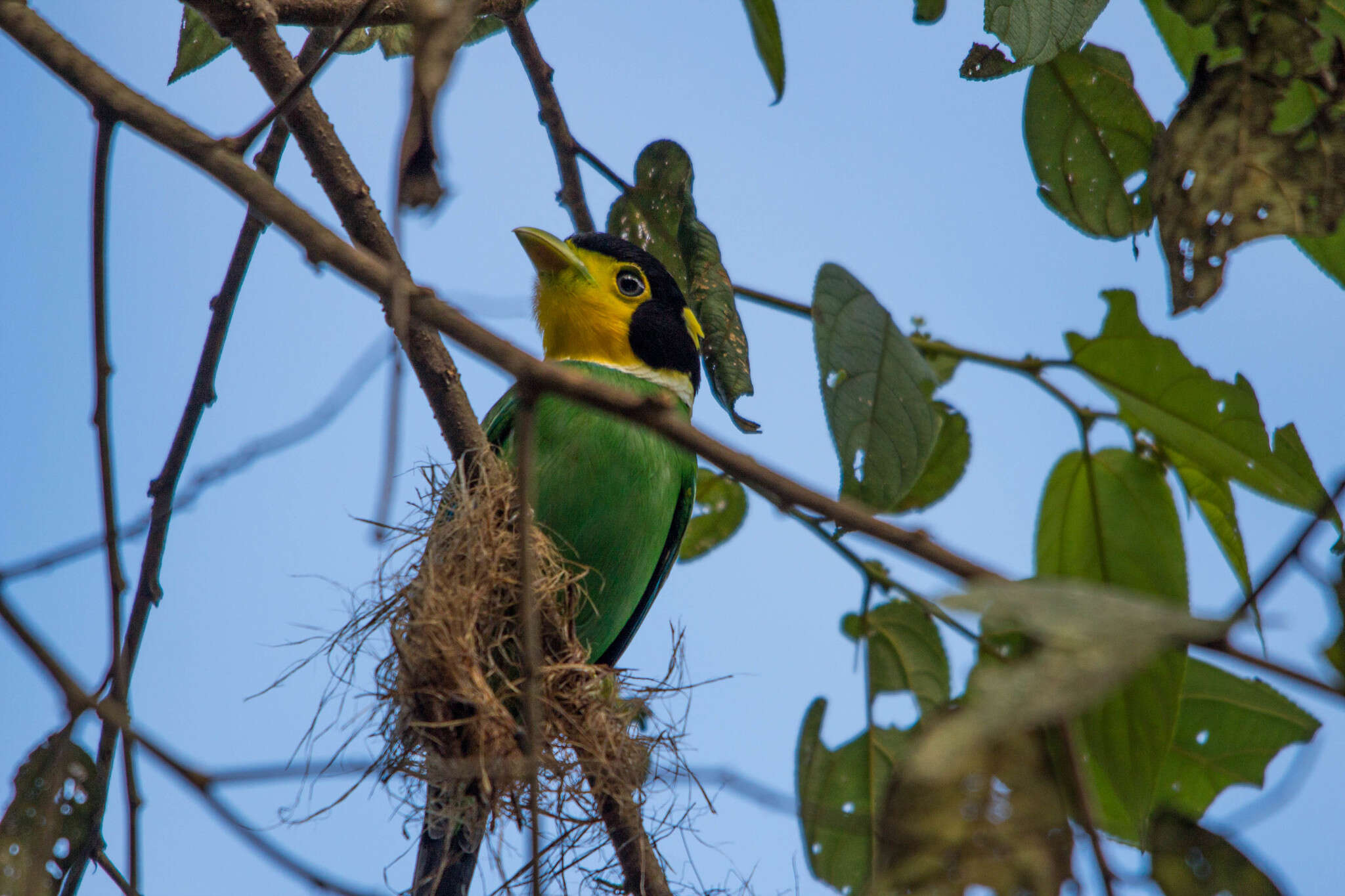 Psarisomus Swainson 1837 resmi