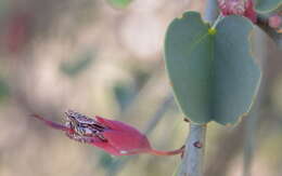 Image of Blue-leaf bauhinia