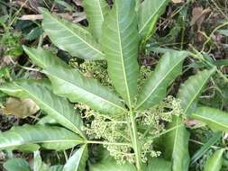 Image de Melicope semecarpifolia (Merr.) T. G. Hartley