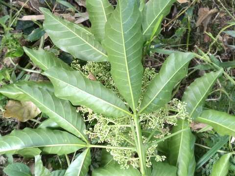 Image of Melicope semecarpifolia (Merr.) T. G. Hartley