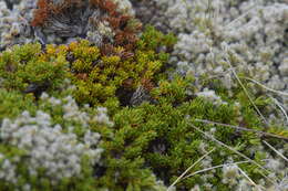 Image de Dracophyllum muscoides Hook. fil.