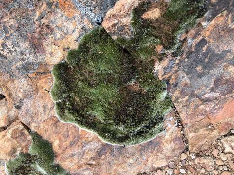 Image of grimmia dry rock moss