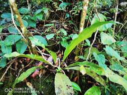 Image of wild birdnest fern