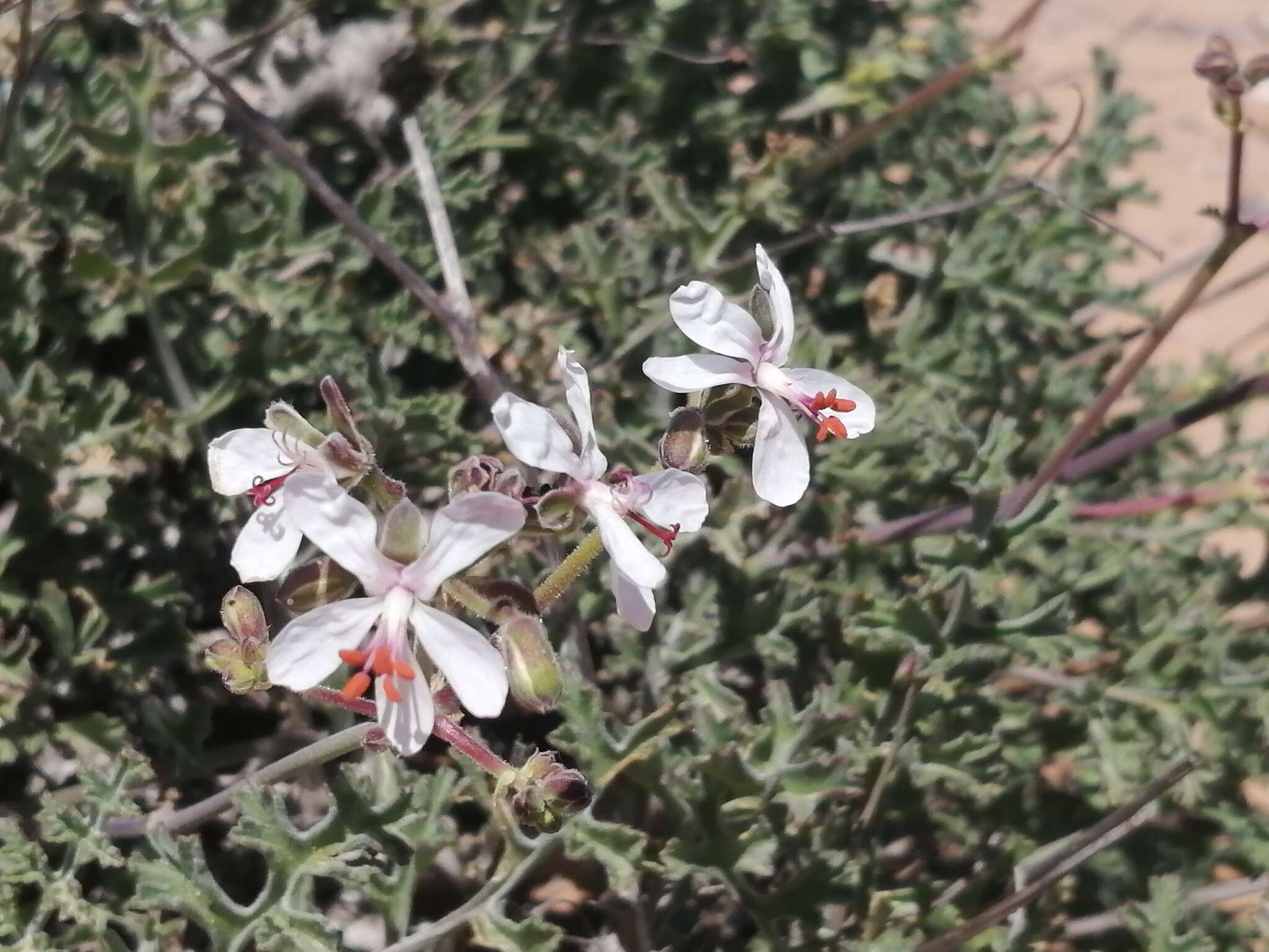 Image of Pelargonium adriaanii M. Becker & F. Albers