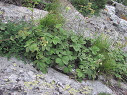 Image of Potentilla brachypetala Fisch. & Mey. ex Lehm.