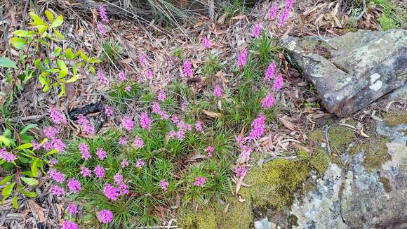 Image de Stylidium productum M. M. Hindmarsh & D. F. Blaxell