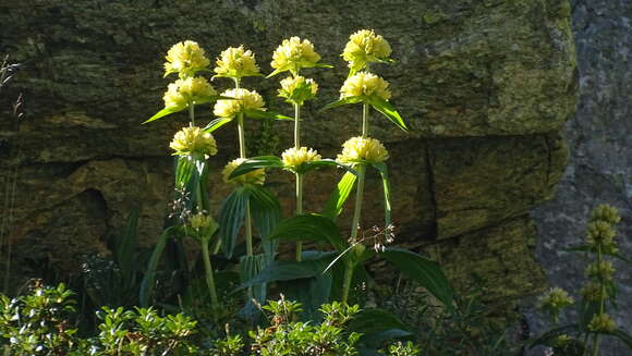 Imagem de Gentiana burseri subsp. villarsii (Griseb.) Rouy