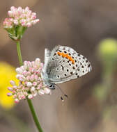 Euphilotes enoptes bayensis (Langston 1964)的圖片