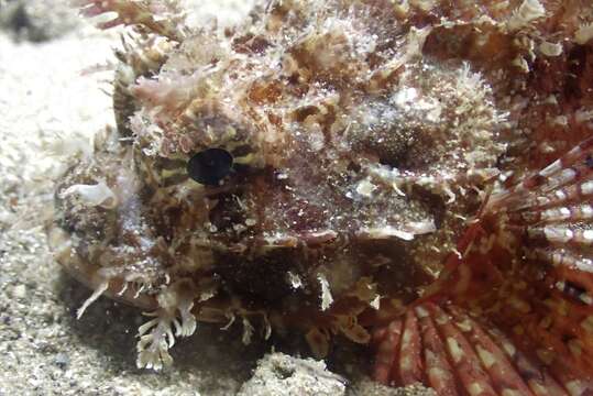 Image of Raggy scorpionfish