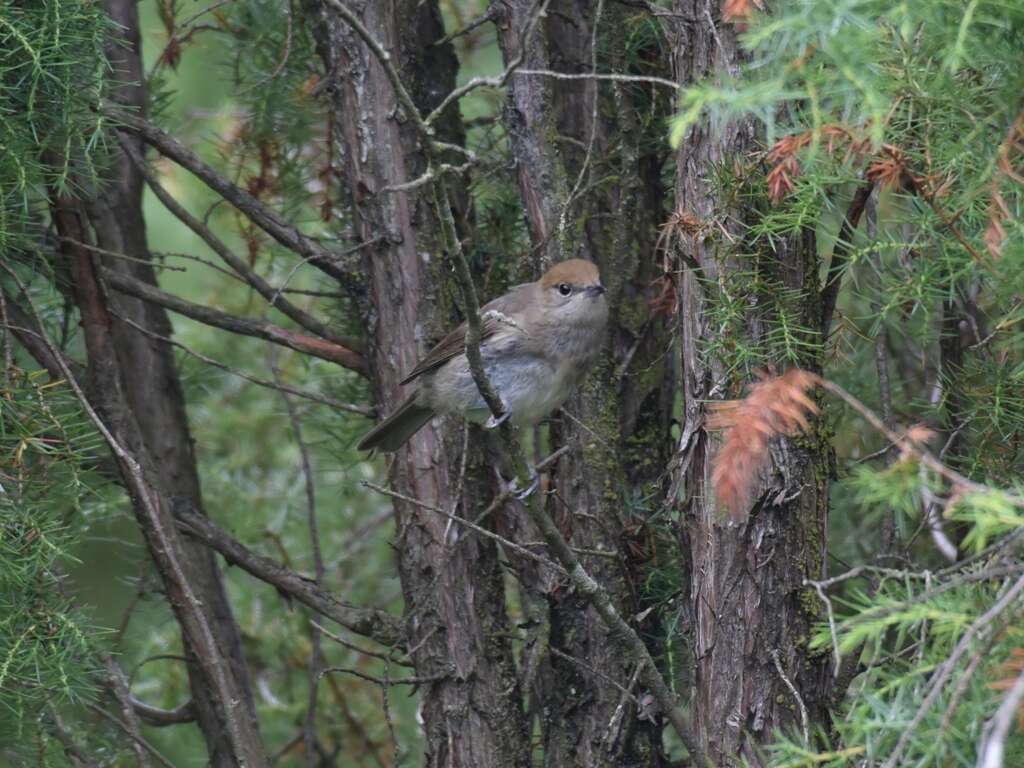 Image of Blackcap