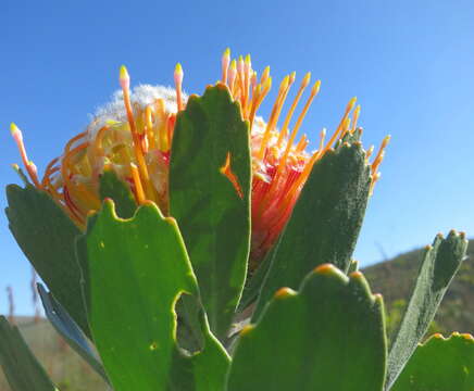 Image of Leucospermum pluridens Rourke