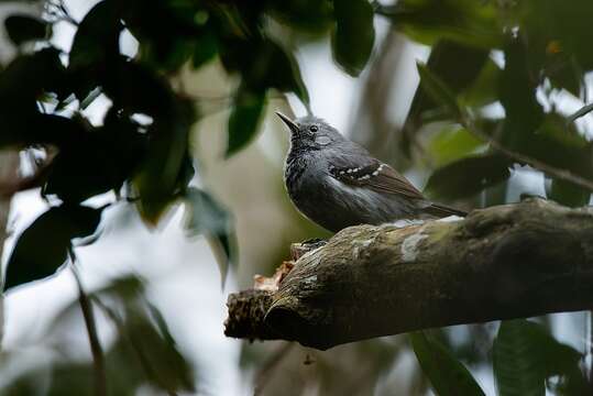 Image of Rio de Janeiro Antbird